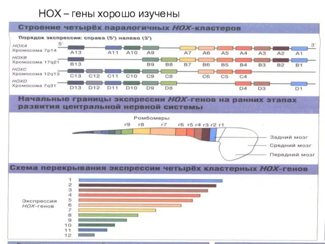 НОХ – гены хорошо изучены