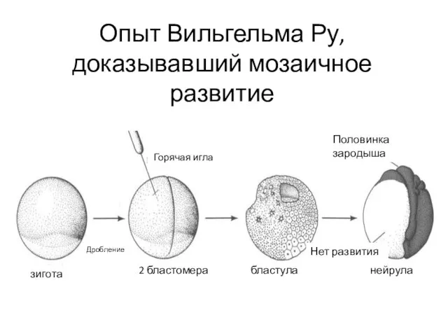 Опыт Вильгельма Ру, доказывавший мозаичное развитие Горячая игла 2 бластомера зигота