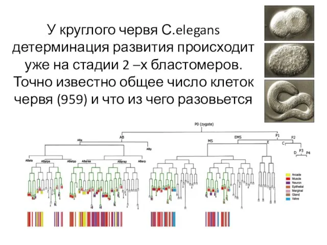 У круглого червя С.elegans детерминация развития происходит уже на стадии 2