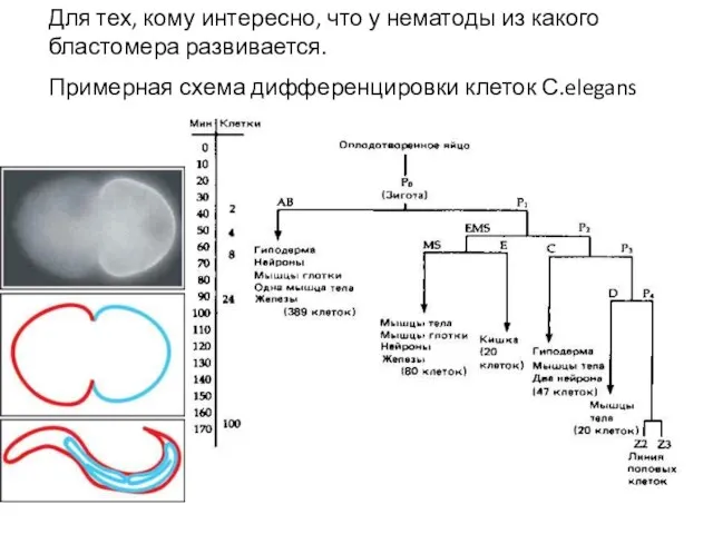 Для тех, кому интересно, что у нематоды из какого бластомера развивается. Примерная схема дифференцировки клеток С.elegans