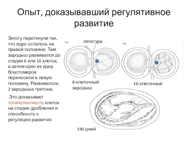 Опыт, доказывавший регулятивное развитие лигатура 8-клеточный зародыш 16-клеточный 140 дней Зиготу