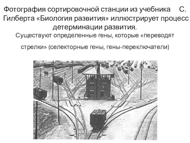 Фотография сортировочной станции из учебника С. Гилберта «Биология развития» иллюстрирует процесс