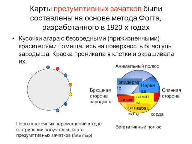 Карты презумптивных зачатков были составлены на основе метода Фогта, разработанного в