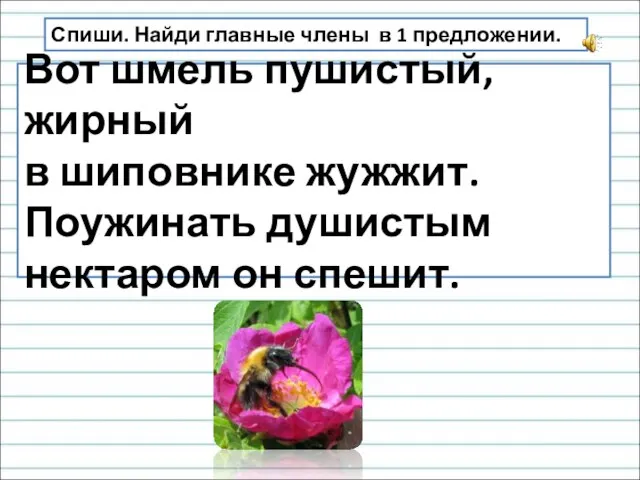 Вот шмель пушистый, жирный в шиповнике жужжит. Поужинать душистым нектаром он