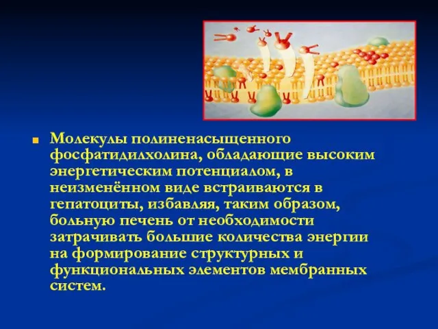 Молекулы полиненасыщенного фосфатидилхолина, обладающие высоким энергетическим потенциалом, в неизменённом виде встраиваются