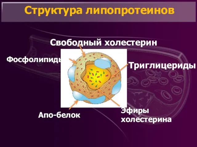 Структура липопротеинов Свободный холестерин Фосфолипиды Триглицериды Эфиры холестерина Апо-белок