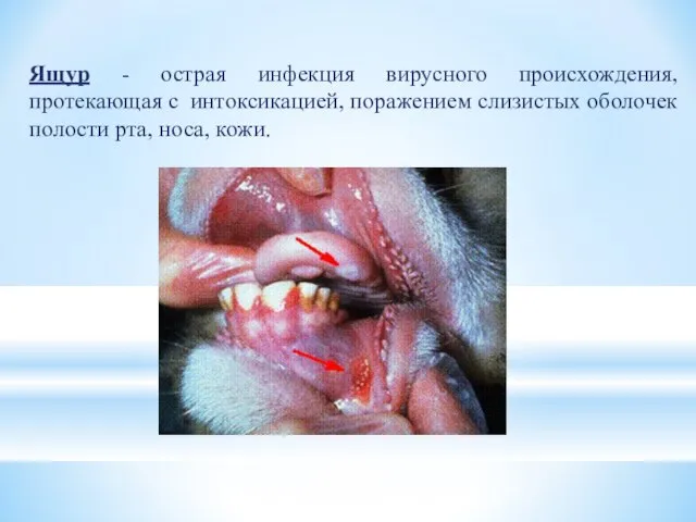 Ящур - острая инфекция вирусного происхождения, протекающая с интоксикацией, поражением слизистых оболочек полости рта, носа, кожи.