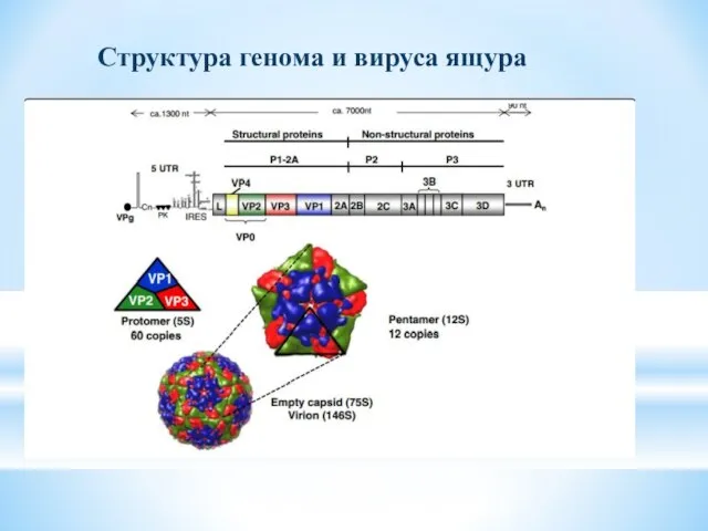 Структура генома и вируса ящура
