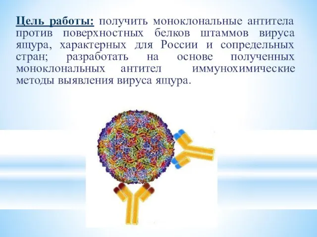 Цель работы: получить моноклональные антитела против поверхностных белков штаммов вируса ящура,