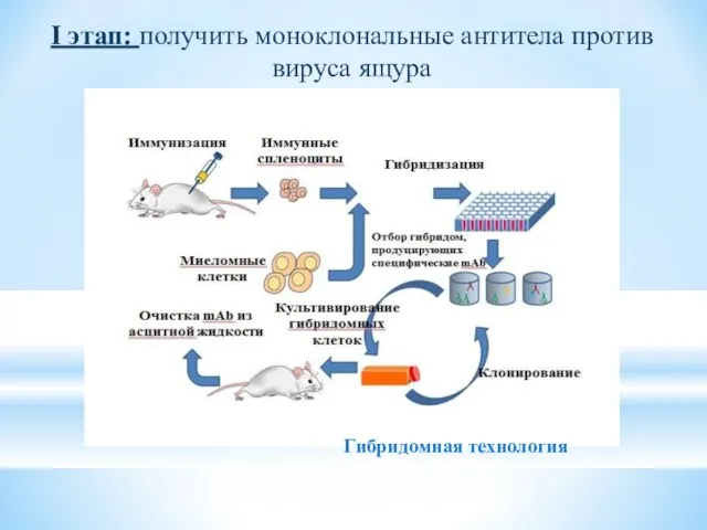 I этап: получить моноклональные антитела против вируса ящура Гибридомная технология