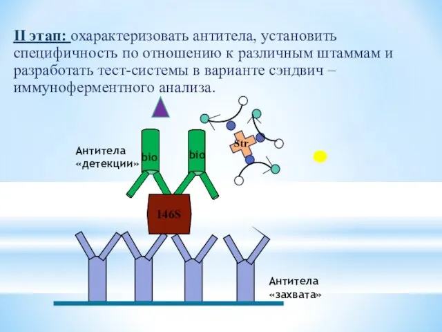 II этап: охарактеризовать антитела, установить специфичность по отношению к различным штаммам