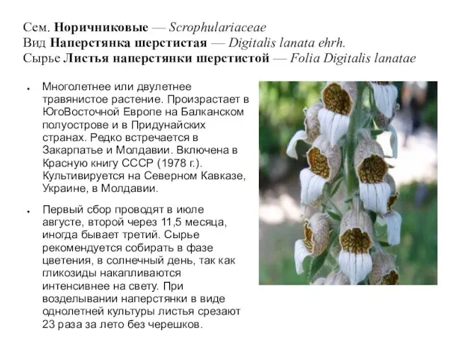 Сем. Норичниковые — Scrophulariaceae Вид Наперстянка шерстистая — Digitalis lanata ehrh.