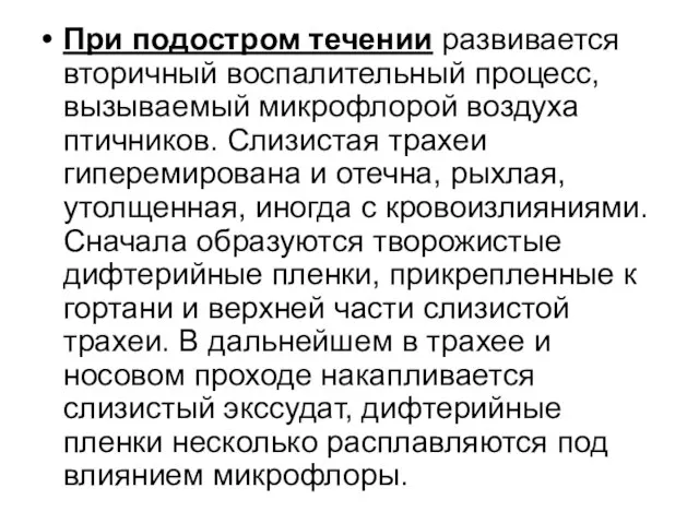 При подостром течении развивается вторичный воспалительный процесс, вызываемый микрофлорой воздуха птичников.