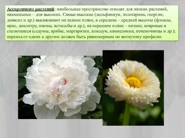 Ассортимент растений: наибольшее пространство отводят для низких растений, наименьшее – для