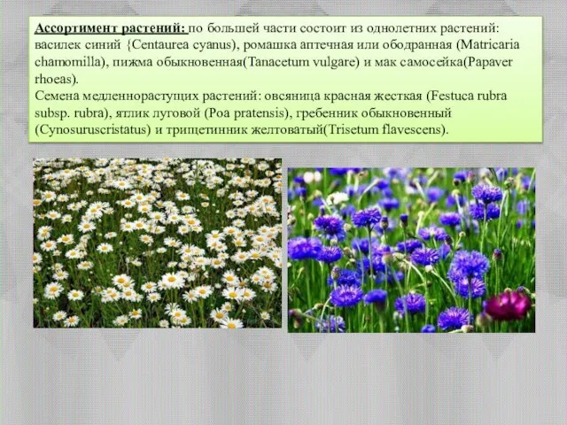 Ассортимент растений: по большей части состоит из однолетних растений: василек синий