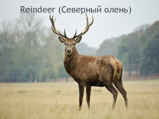 Reindeer (Северный олень)