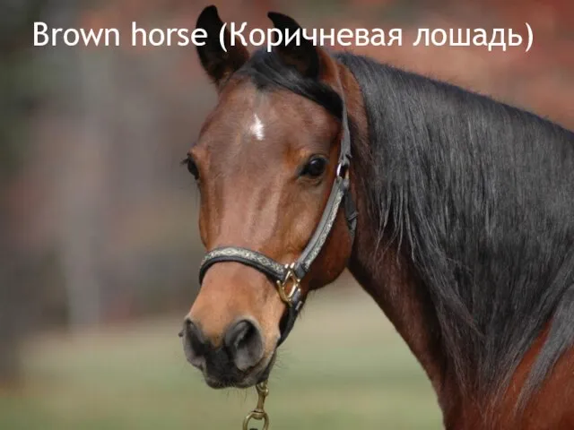 Brown horse (Коричневая лошадь)