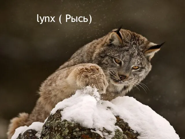 lynx ( Рысь)