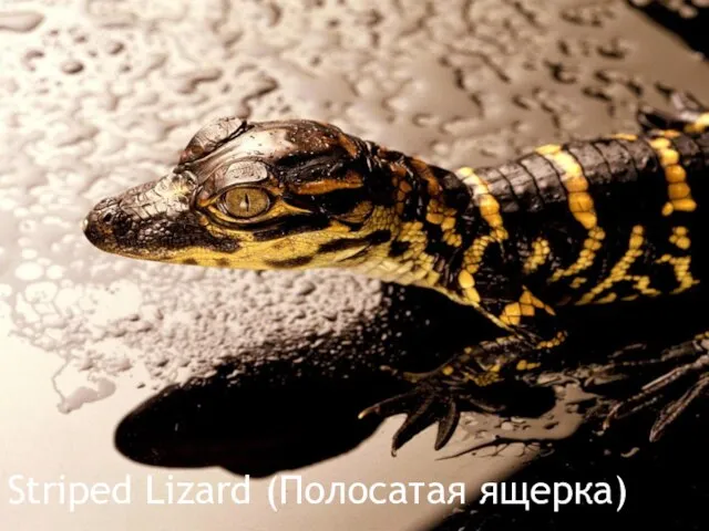 Striped Lizard (Полосатая ящерка)