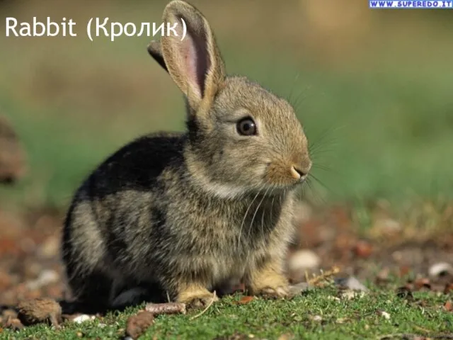 Rabbit (Кролик)