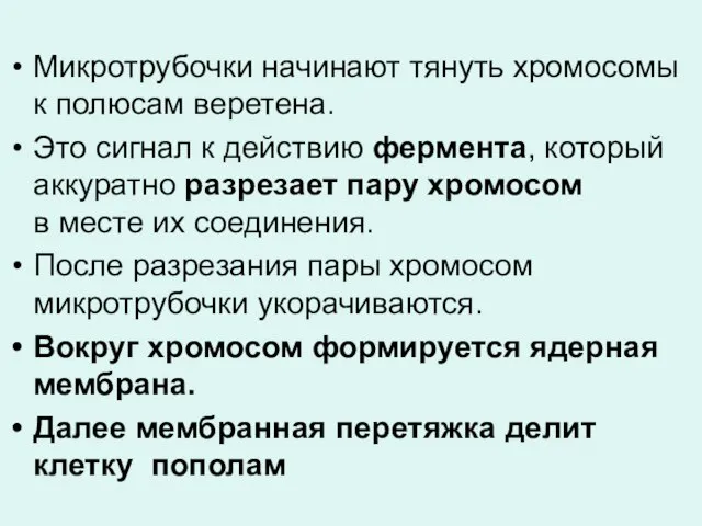 Микротрубочки начинают тянуть хромосомы к полюсам веретена. Это сигнал к действию