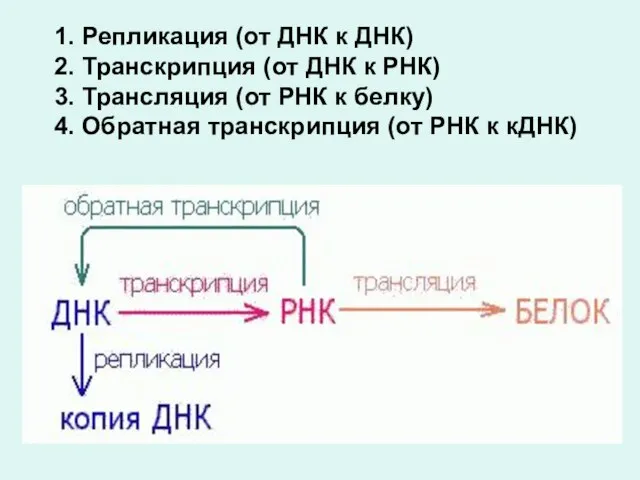 1. Репликация (от ДНК к ДНК) 2. Транскрипция (от ДНК к