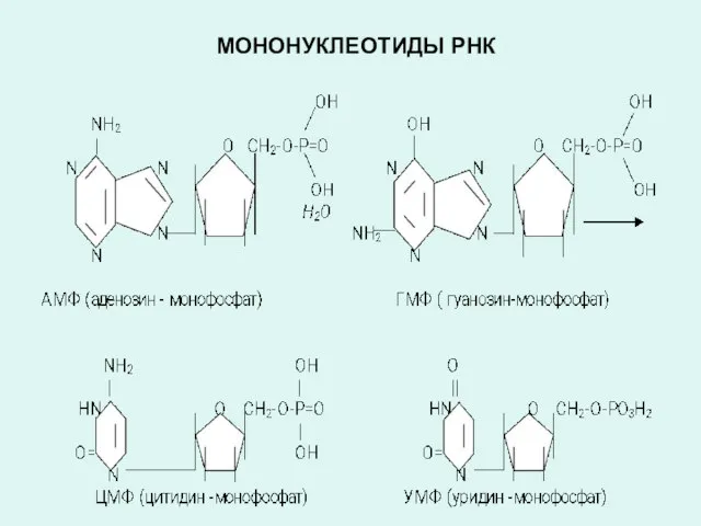 МОНОНУКЛЕОТИДЫ РНК