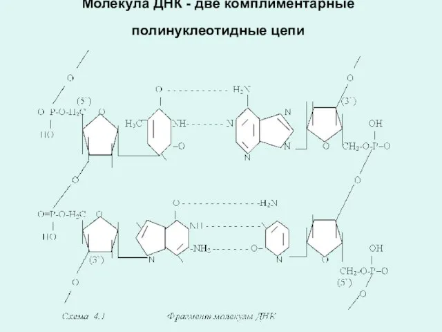 Молекула ДНК - две комплиментарные полинуклеотидные цепи