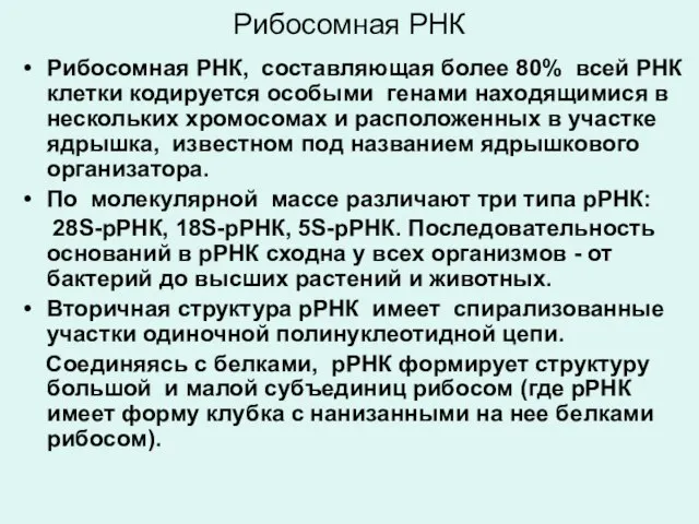 Рибосомная РНК Рибосомная РНК, составляющая более 80% всей РНК клетки кодируется