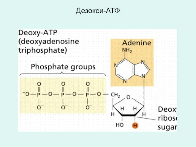 Дезокси-АТФ