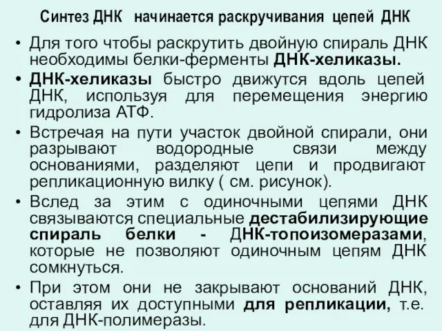 Для того чтобы раскрутить двойную спираль ДНК необходимы белки-ферменты ДНК-хеликазы. ДНК-хеликазы