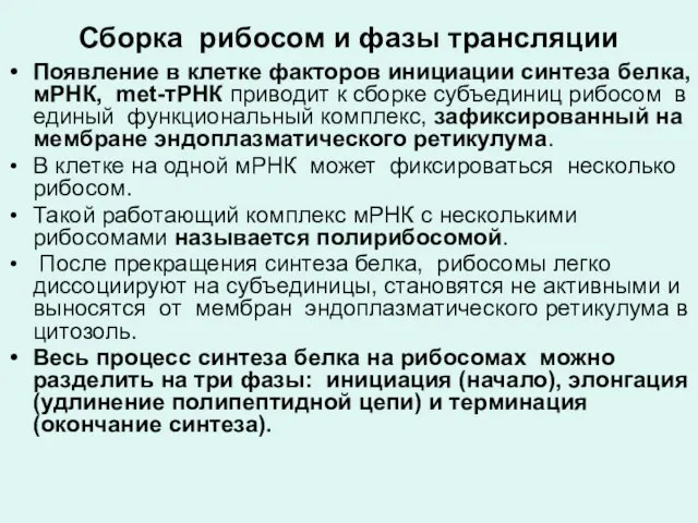 Сборка рибосом и фазы трансляции Появление в клетке факторов инициации синтеза