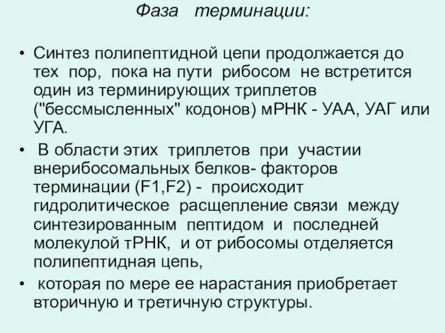 Фаза терминации: Синтез полипептидной цепи продолжается до тех пор, пока на