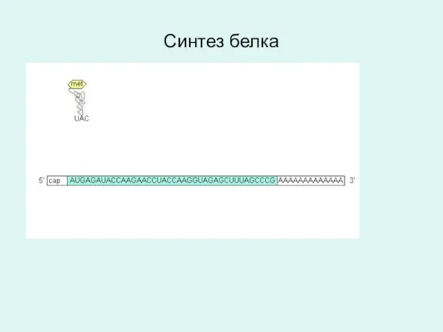 Синтез белка