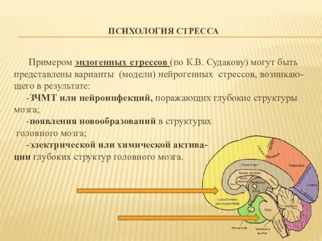 ПСИХОЛОГИЯ СТРЕССА Примером эндогенных стрессов (по К.В. Судакову) могут быть представлены