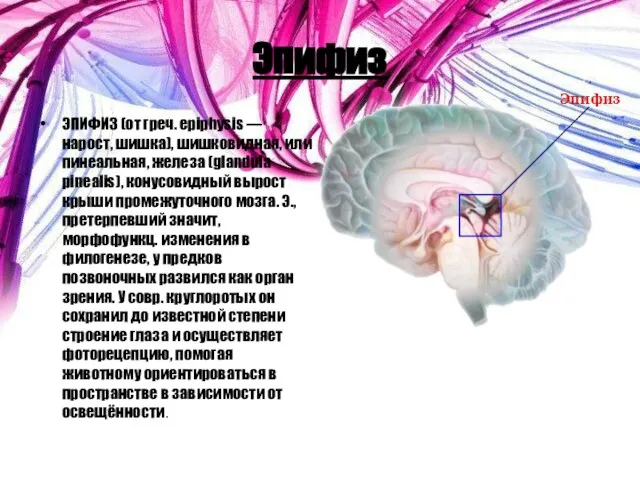 Эпифиз ЭПИФИЗ (от греч. epiphysis — нарост, шишка), шишковидная, или пинеальная,