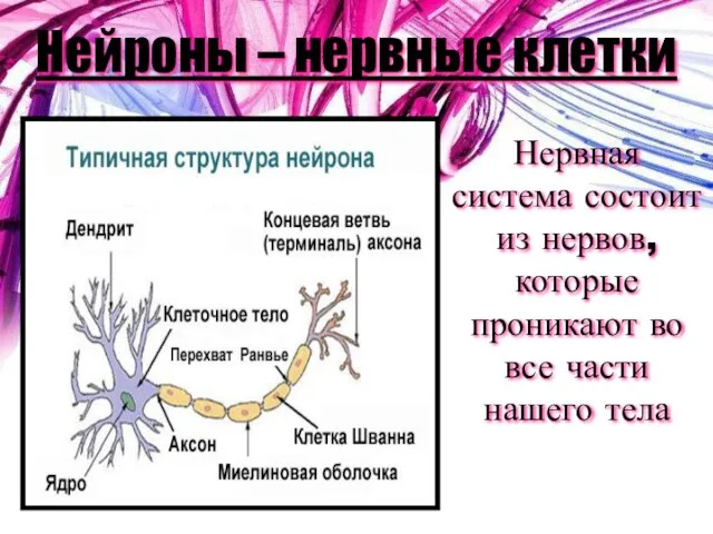 Нейроны – нервные клетки Нервная система состоит из нервов, которые проникают во все части нашего тела