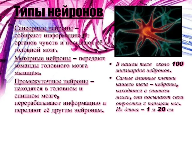 Типы нейронов Сенсорные нейроны – собирают информацию от органов чувств и