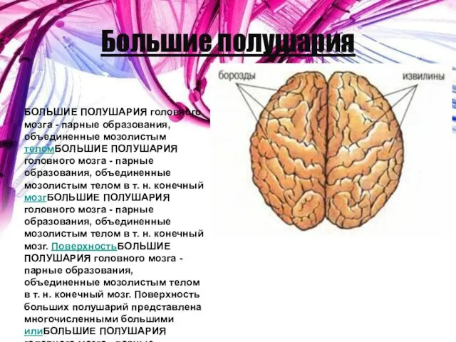 Большие полушария БОЛЬШИЕ ПОЛУШАРИЯ головного мозга - парные образования, объединенные мозолистым