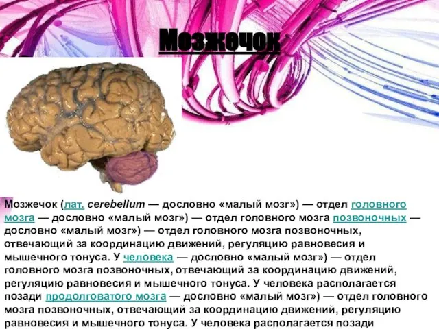 Мозжечок Мозжечок (лат. cerebellum — дословно «малый мозг») — отдел головного