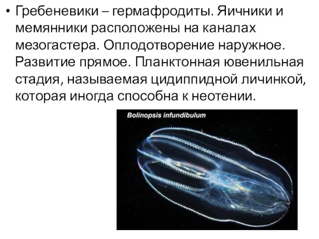 Гребеневики – гермафродиты. Яичники и мемянники расположены на каналах мезогастера. Оплодотворение