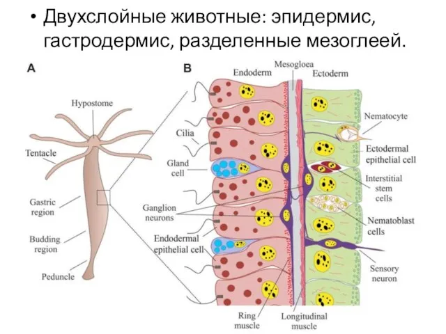 Двухслойные животные: эпидермис, гастродермис, разделенные мезоглеей.