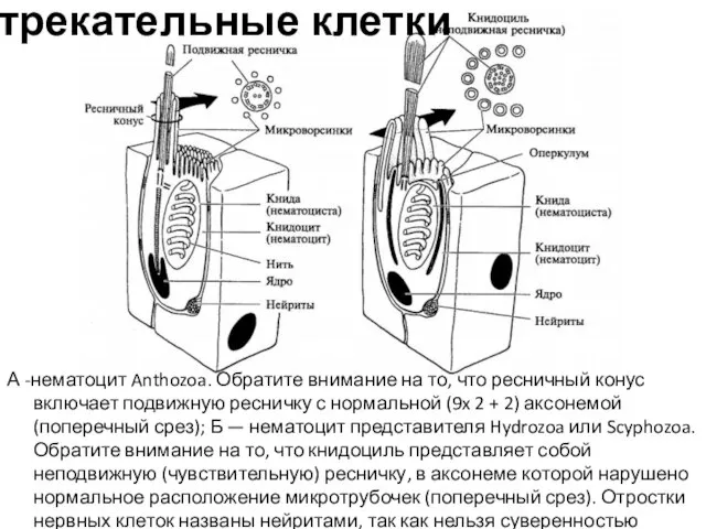 Стрекательные клетки А -нематоцит Anthozoa. Обратите внимание на то, что ресничный