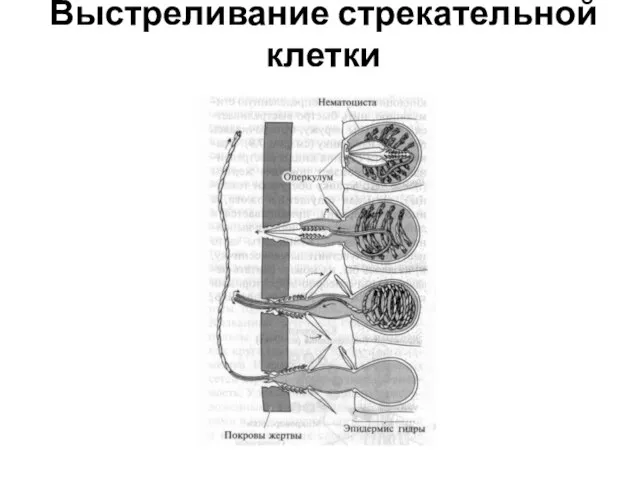 Выстреливание стрекательной клетки