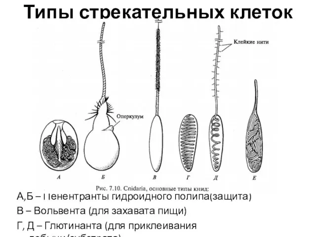 Типы стрекательных клеток А,Б – Пенентранты гидроидного полипа(защита) В – Вольвента