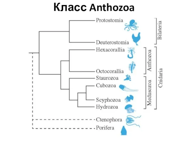 Класс Anthozoa