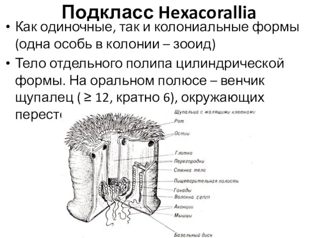 Подкласс Hexacorallia Как одиночные, так и колониальные формы (одна особь в