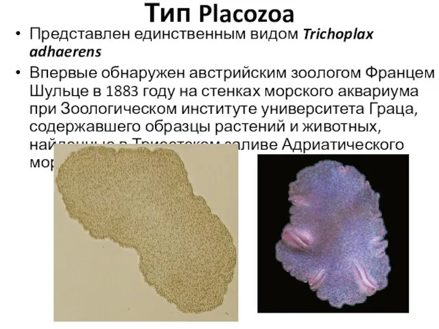 Тип Placozoa Представлен единственным видом Trichoplax adhaerens Впервые обнаружен австрийским зоологом