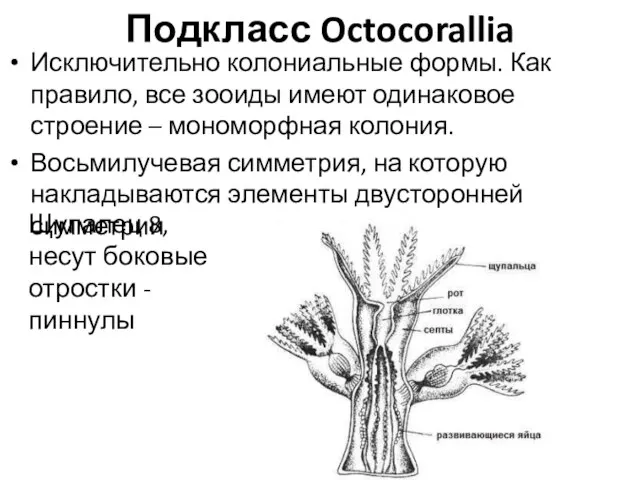 Подкласс Octocorallia Исключительно колониальные формы. Как правило, все зооиды имеют одинаковое