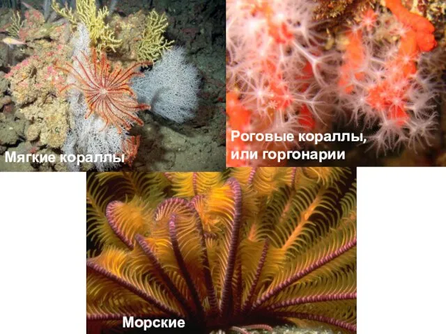 Роговые кораллы, или горгонарии Мягкие кораллы Морские перья